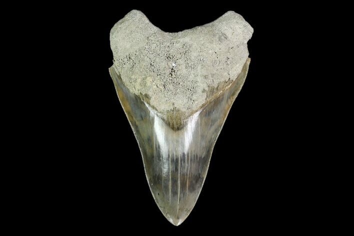 Bargain, Megalodon Tooth (Restored Root) - Indonesia #149883